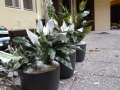 5-dostinnychmistjsmepouzilikvalitniumelekvetiny