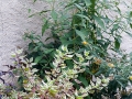 9-kerepo5mesicich