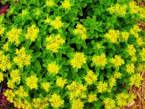 Cmp Sedum