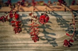 IMG_4169