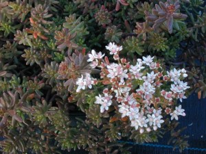 Sedum album murale _2_