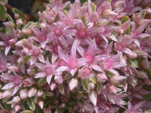 Sedum_spurium_Tricolor_2