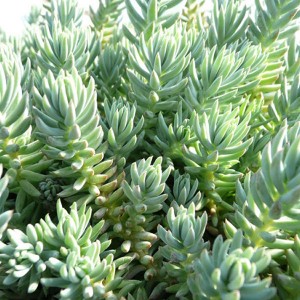 sedum-bluespruce600