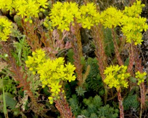 sedum reflexum