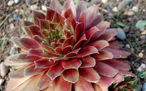 8226-Red-Rubin-Hen-And-Chicks