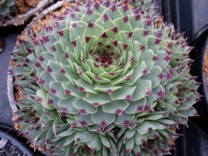 sempervivumcalcareumzelebori