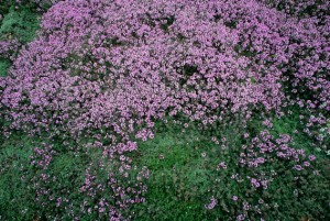 Creeping Thyme; Thymus praecox ssp.