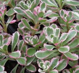 1182648-2_variant_main_large