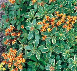 23_Sedum_Katschaticum_variegatum