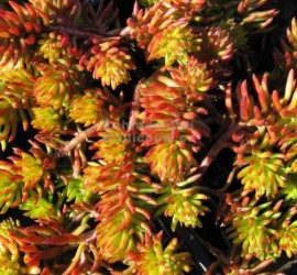 7038-sedum-reflexum-angelina-rozchodnik-1