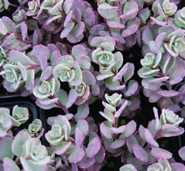 Sedum cauticola detail