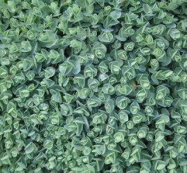 Sedum ewersii