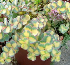 Sedum_sieboldii_mediovariegatum_2