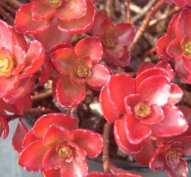 Sedum_spurium_Fuldaglut_3