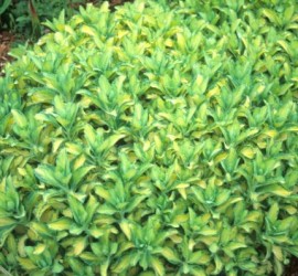 sedum-alboroseum-mediovariegatum-nice-clump.i-1129.s-17183.r-01