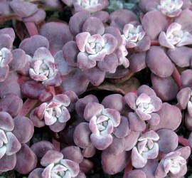 sedum_spathulifolium_purpureum01