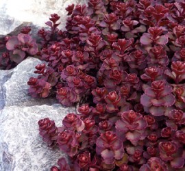 sedum_voodoo_horiz