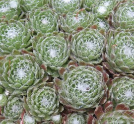 Sempervivum-arachnoideum