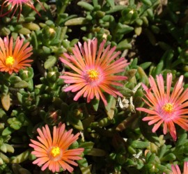 delosperma_badenia_salmon01