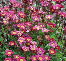 fruehblueher-04-saxifraga-arendsii-hybriden-steinbrech-polsterstaude