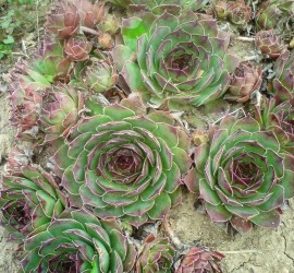 sempervivum tectorum 159042