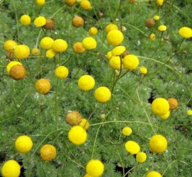 6535-cotula-hispida-mechovec-srstnaty